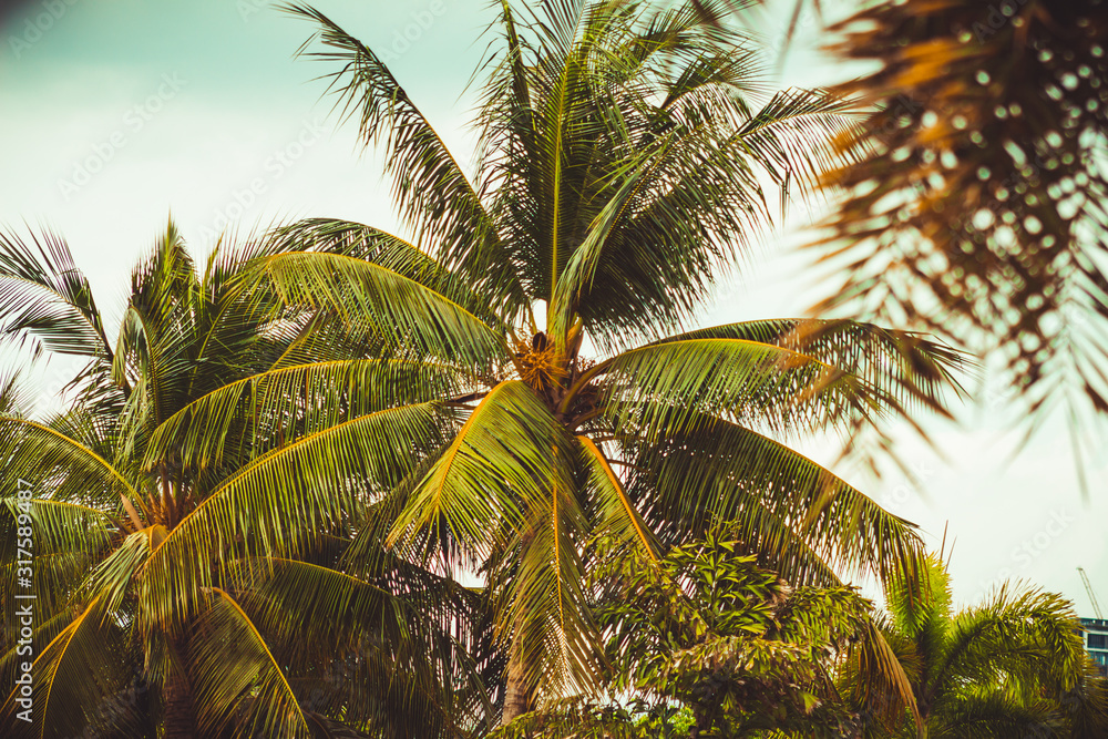 Obraz premium palm in the park