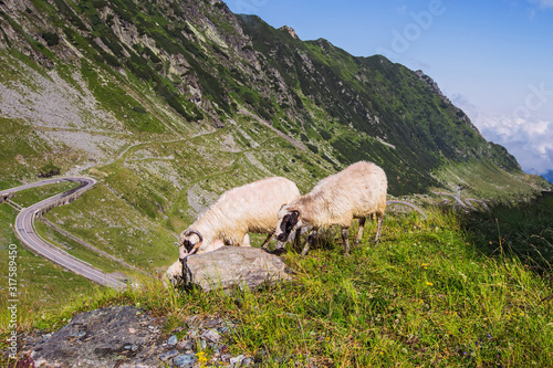 Beautiful view from Transfagarasan winding road in Fagaras Mountains, Romania, crossing the mountains. A flock of sheep grazes on the side of the road in the mountains