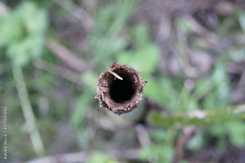 agujero bambú