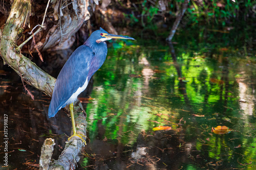 Photos Tricolored heron (Egretta tricolor) on a paperbark tree branch - Robbins Preserv