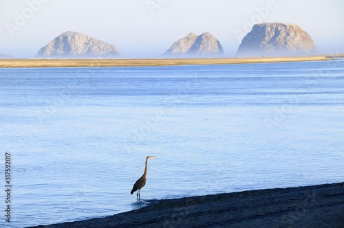 Great Blue Heron at Netarts Bay, Oregon With Three Arch Rocks in the Background photo