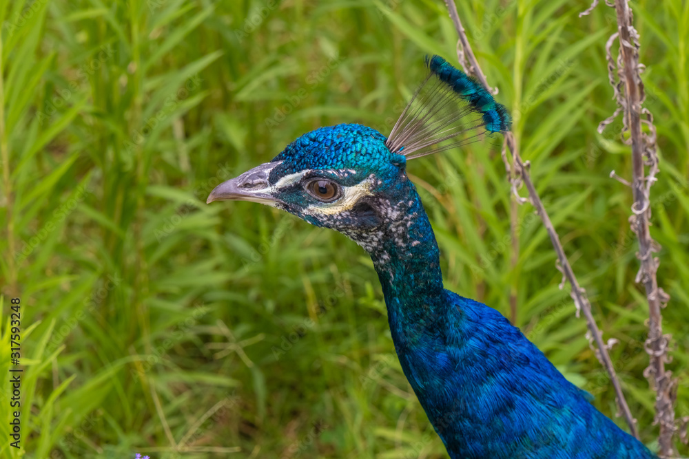 Obraz premium Indian peafowl (Pavo cristatus), also known as the common peafowl, and blue peafowl, native to the Indian subcontinent but introduced to many other countries.