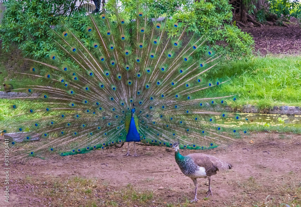 Obraz premium Indian peafowls (Pavo cristatus) in courtship. Native to the Indian subcontinent but introduced to many other countries.