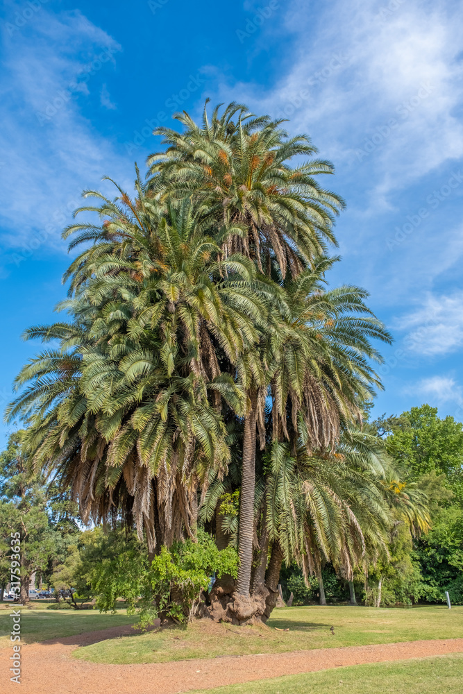 Subtropical forest, botanical gardens in the Palermo district of Buenos Aires, Argentina