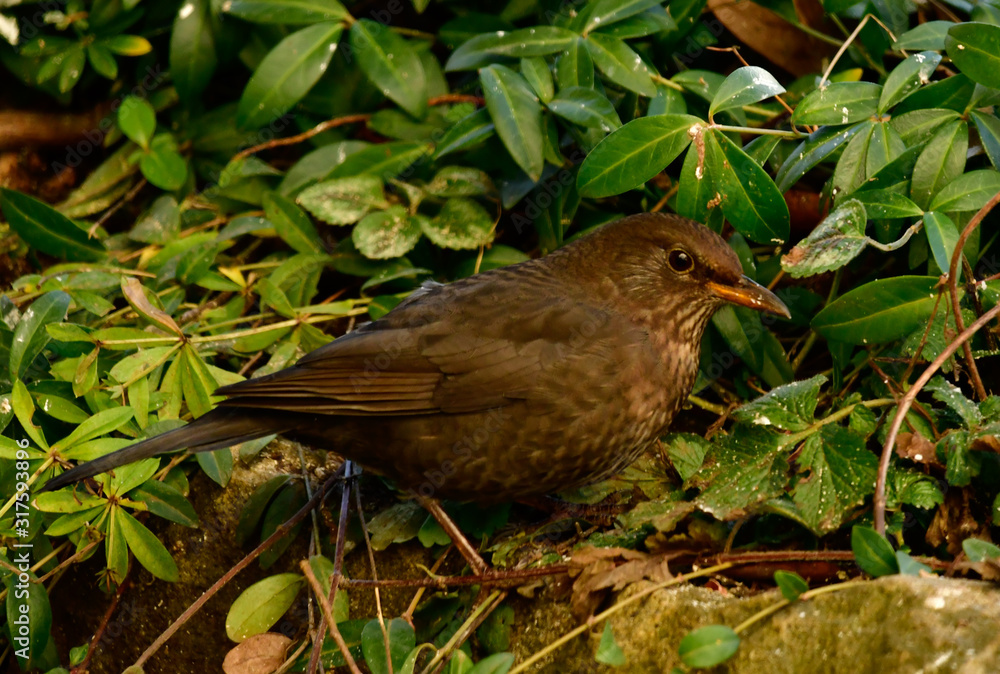 Fototapeta premium pretty female blackbird looking for food