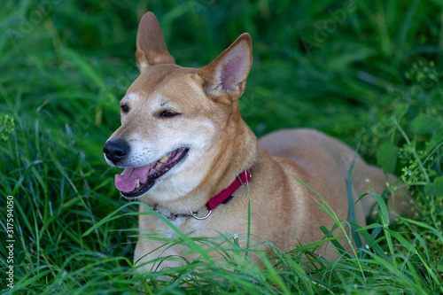 Portrait of yellow and white mixed-breed dog (Canis-lupus familiaris) lying in the grass