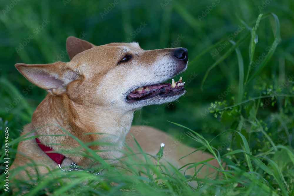 Yellow and white mixed-breed dog (Canis lupus familiaris) lying in the grass, close up portrait
