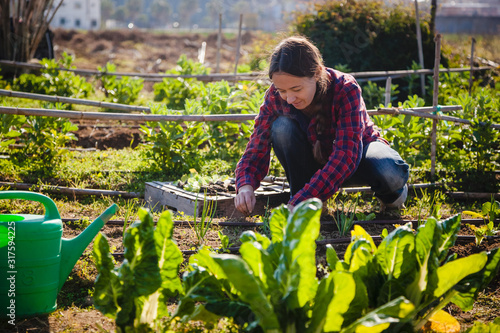 Young woman gardening in urban garden photo