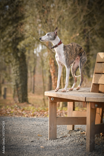 Female of whippet is standing on bench. She has an order and she waiting for tidbit.