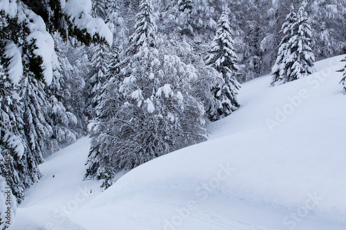 snowy beautiful white snow pine tree mountain forest landscape