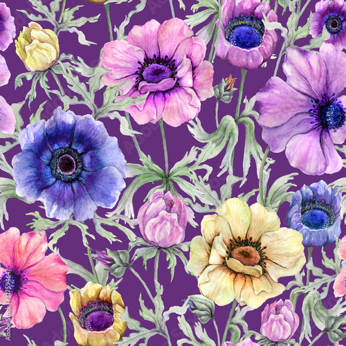 Beautiful colorful anemone flower with green leaves on lilac background.  Sea...