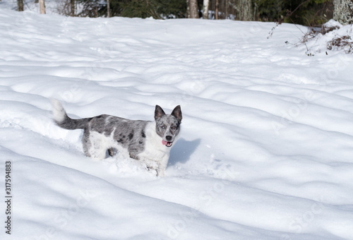 Chien dans la neige. Border collie Bleu merle. 