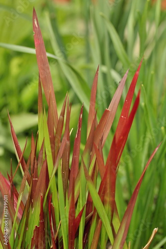 Ornamental grass - Imperata cylindrica 