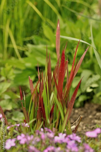 Photos Ornamental grass - Imperata cylindrica Red Baron