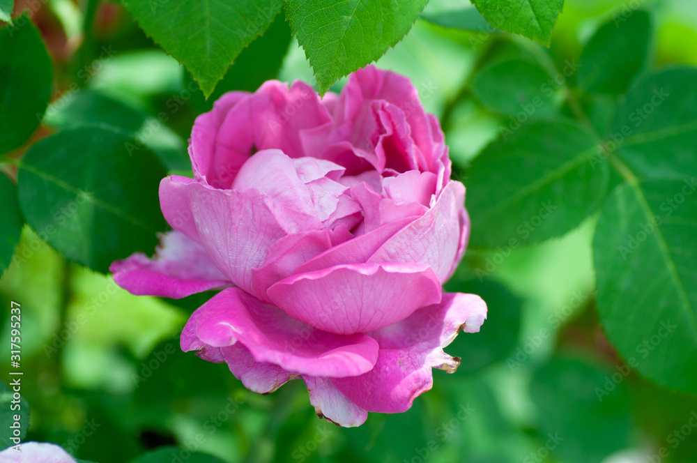 Pink Rose Flower isolated on green foliage background with shallow depth of field and focus the centre of rose flower