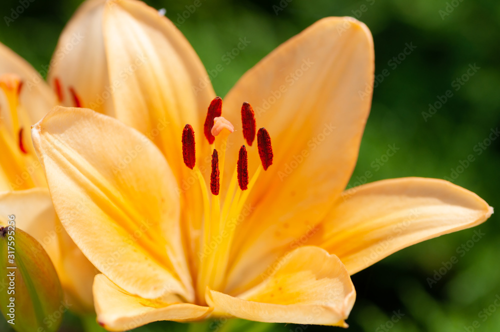 Nature closeup - macro photography of the inside of an orange lily flower, with visible pollen, outdoors on a sunny summer day Nature closeup - macro photography of the inside of an orange lily flower, with visible pollen, outdoors on a sunny summer day