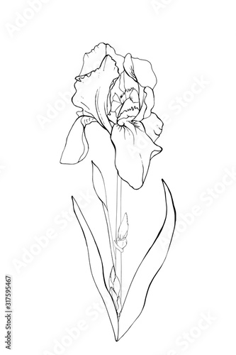 Single black outline flower iris, branch and leaves. Isolated on white background.  Hand drawn. For floral design, prints, greeting card, textiles, invitations. Vector stock illustration.