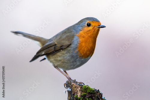 The European robin, Erithacus rubecula, perched on a stake in the garden on a uniform background. Leon, Spain
