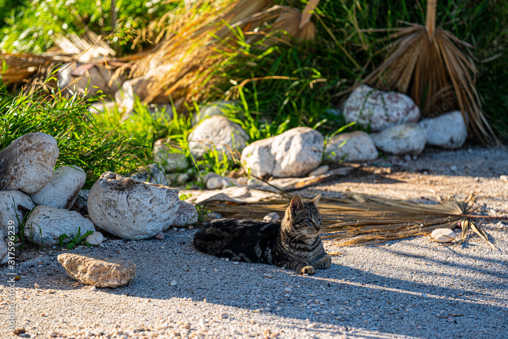 Obraz premium Cat sitting on the white sand.