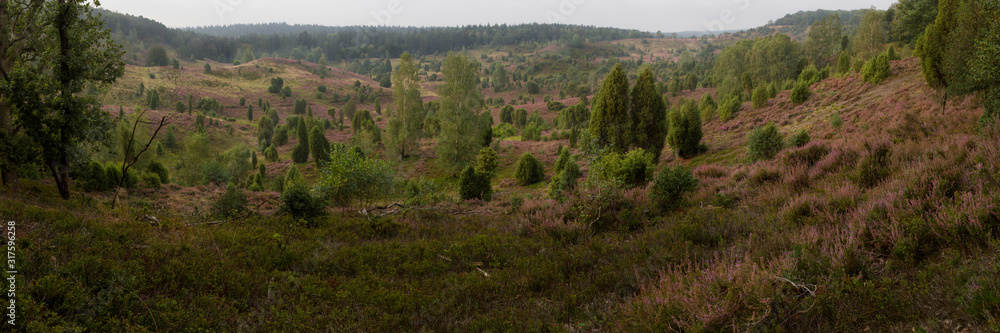 panorama of Totengrund in the Lüneburger Heide near Bispingen, Germany at sunrise with heath in full bloom and juniper and birch trees within the landscape