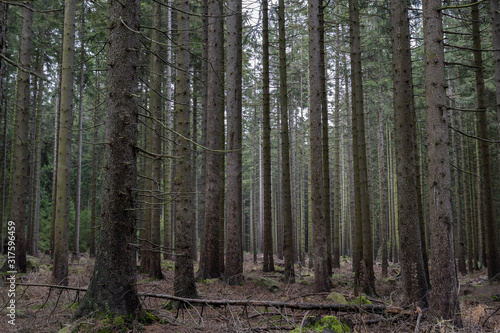 Gespensterwald im Harz