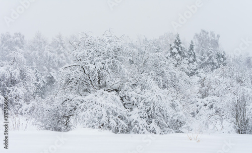 The panorama of the forest during snowfall
