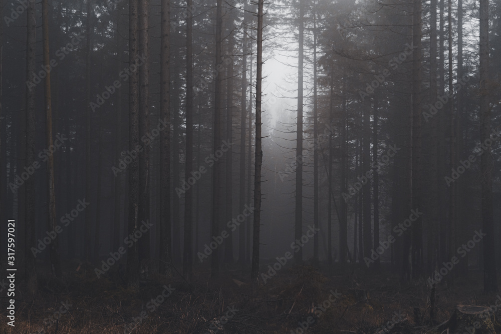 Naklejka premium mystischer Wald im Nebel
