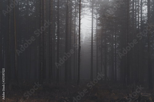 mystischer Wald im Nebel
