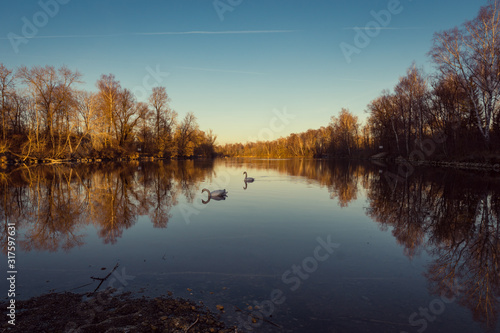 Two lovely swans during sunset with water reflections