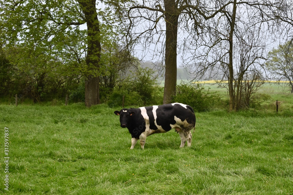 A black and white cow standing in the middle of green fields A black and white cow standing in the middle of green fields