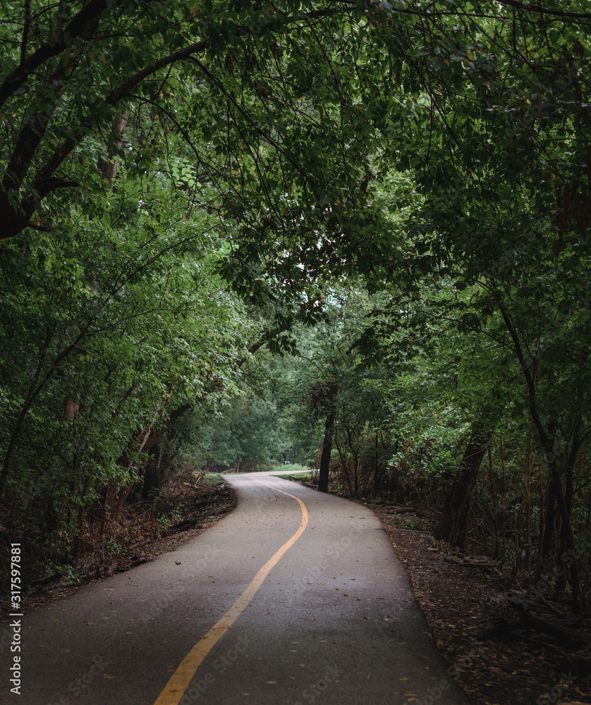 Fototapeta premium Walking Path in The Forest