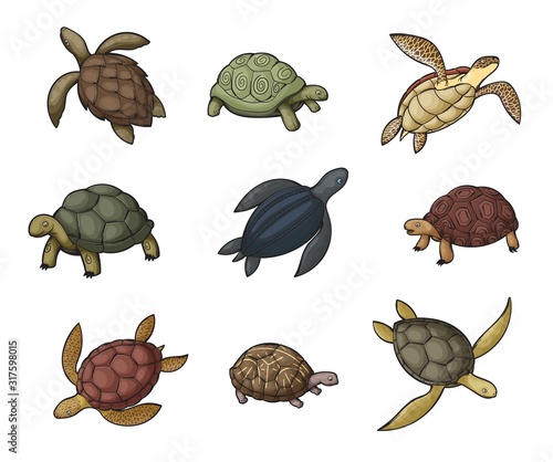 Sea turtle animal, tortoise and terrapin icons