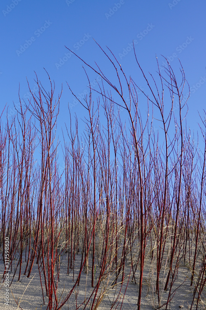 A shrubs of red and white willows at the baltic sea shore A shrubs of red and white willows at the baltic sea shore