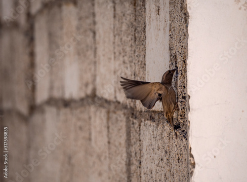 passer domesticus preparing its nest in a building