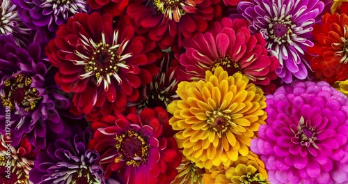 Blooming flowers vibrant time lapse background
