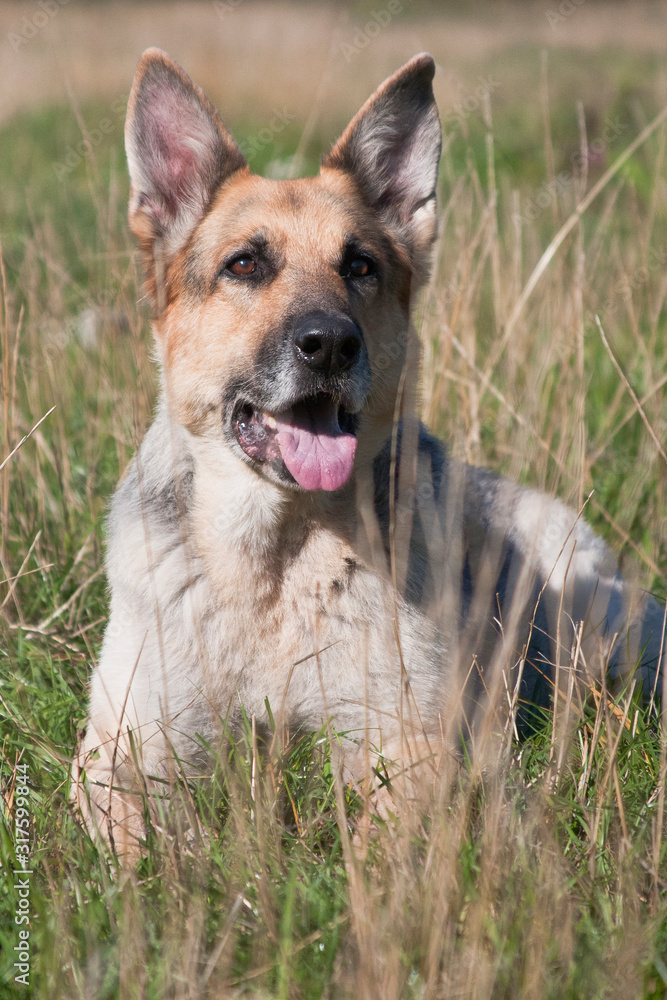 German shepherd dog lies among grass in the field