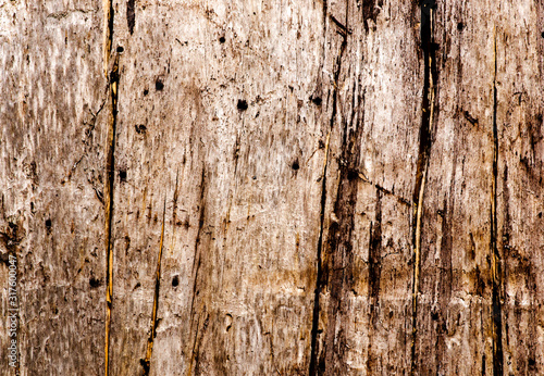 Wood Texture