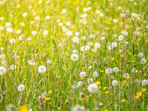 meadow with dandelions on a sunny day. dandelions in spring. flowering dandelions closeup.