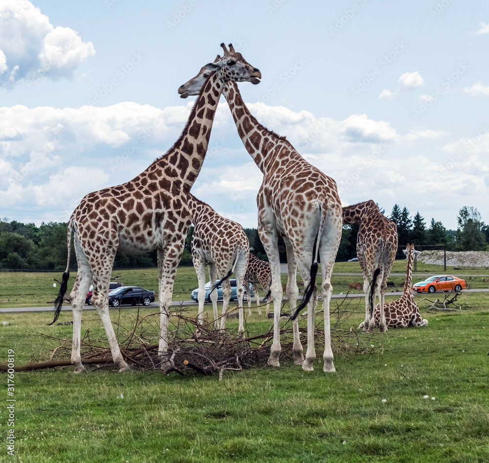 Wild Animal Giraffe in Hamilton Lion Safari in Ontario Canada Wild Animal Giraffe in Hamilton Lion Safari in Ontario Canada