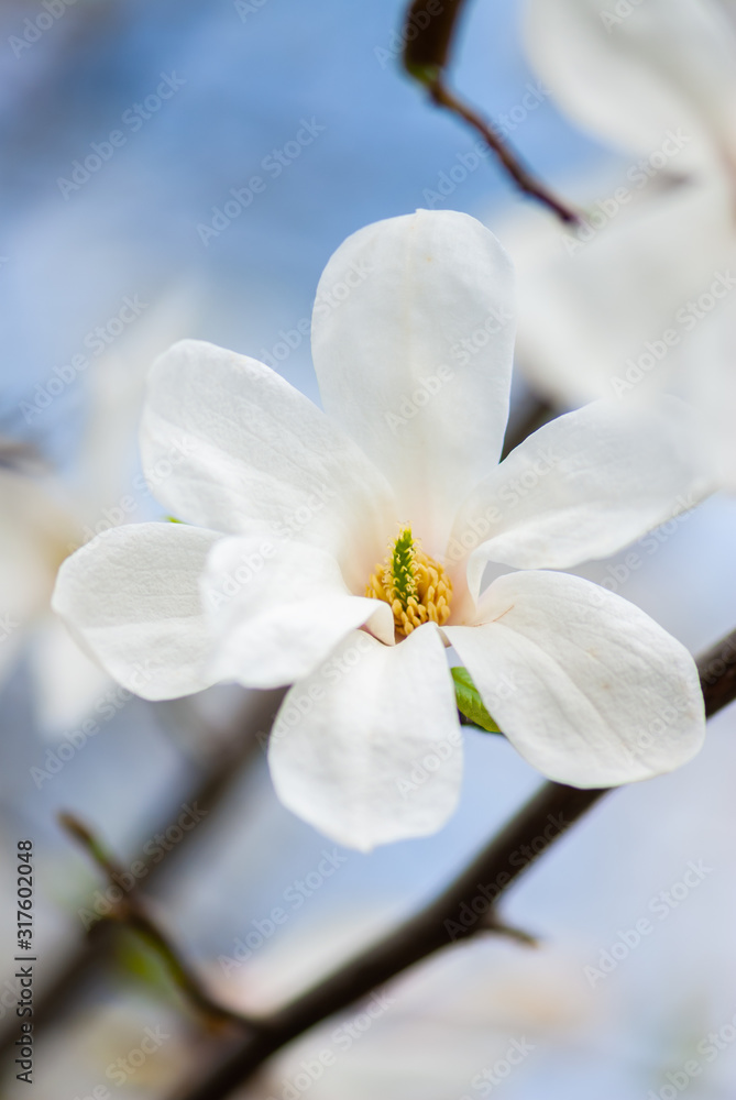 Fototapeta Ładne białe kwiaty magnolii wiosna słoneczny dzień przebudzenie natury