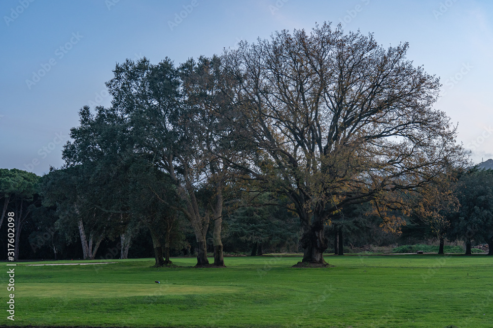 Imagenes de un golf al atardecer, arboles y cesped rasurado. Imagenes de un golf al atardecer, arboles y cesped rasurado.