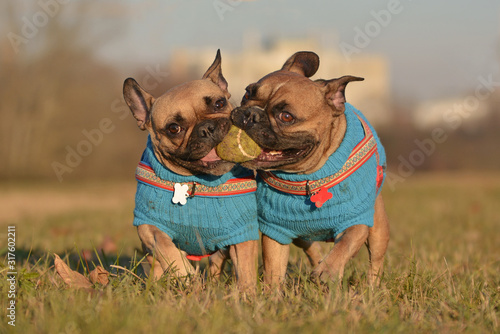 Photography Pair of French Bulldog dogs wearing matching blue sweaters running towards camer
