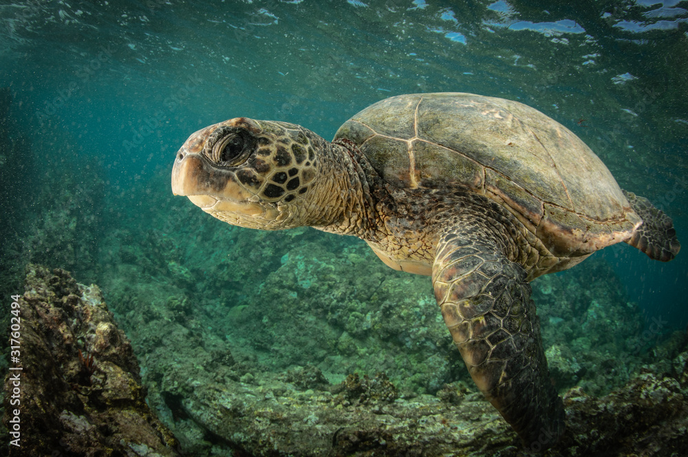 Obraz premium Green Sea turtles in Hawaii on the rocky reef