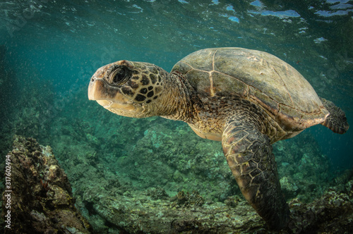 Green Sea turtles in Hawaii on the rocky reef © Drew