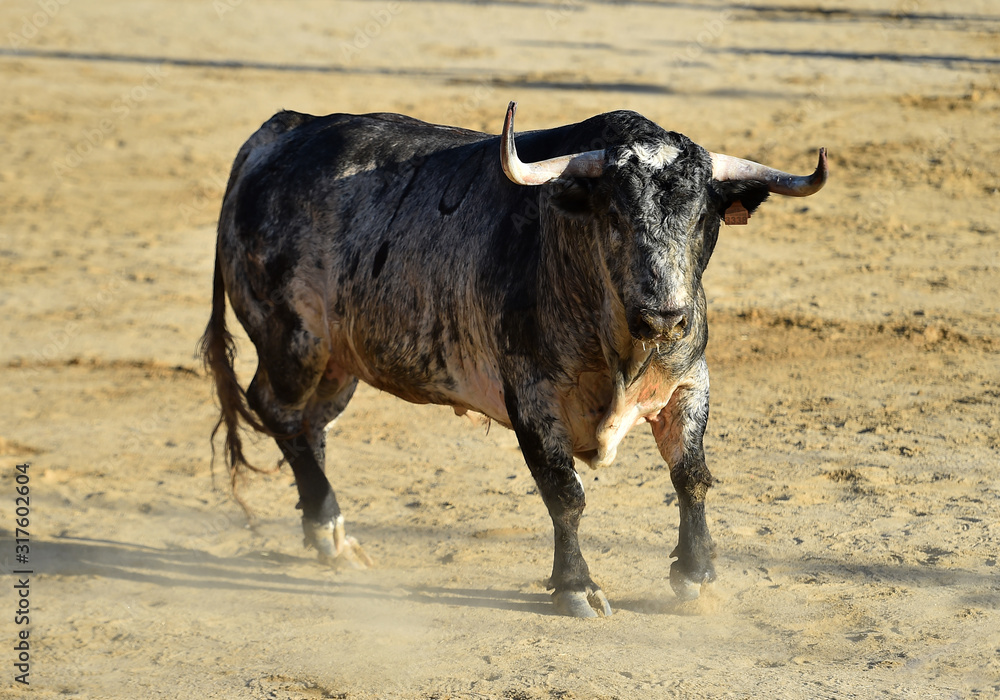 toro español con grandes cuernos en una plaza de toros toro español con grandes cuernos en una plaza de toros