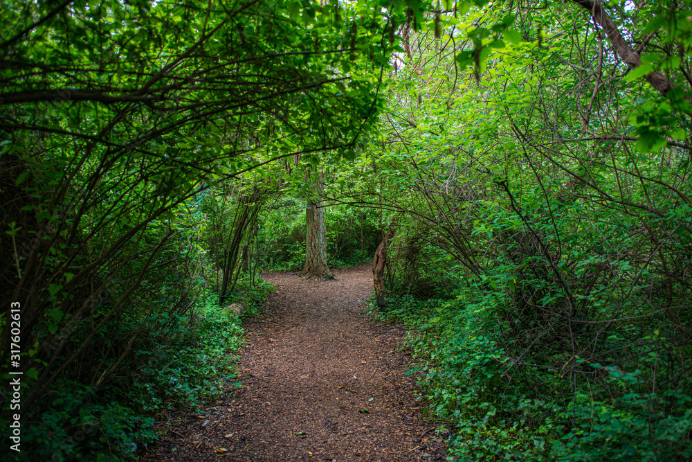 Fototapeta premium path in the forest