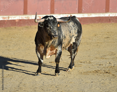 powerfull bull in spain