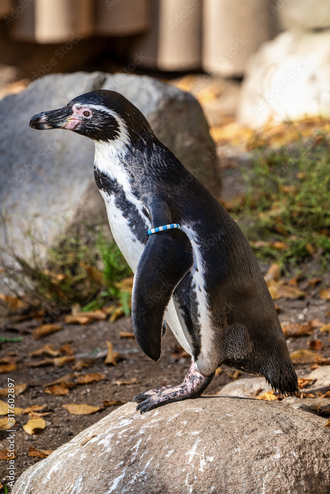 Fototapeta premium Humboldt Penguin, Spheniscus humboldti in the zoo