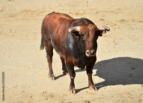 toro español con grandes cuernos en una plaza de toros