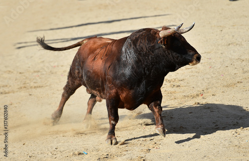 toro español con grandes cuernos en una plaza de toros